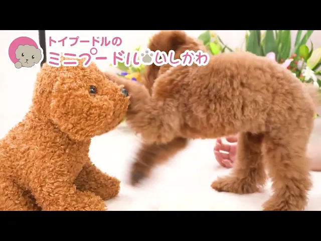 動画
