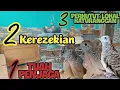 Lagu 3(Tiga) Perkutut Lokal Katuranggan Yang Cocok Dipelihara Semua Kalangan‼️2 Tuah Kerezekian 1 penjaga