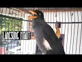 Download Lagu suara jalak kebo jantan untuk memancing bunyi jalak kebo agar nyaut