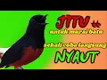 Download Lagu pancingan murai batu AGAR BUNYI jitu untuk JADIKAN murai batu GACOR EMOSI❗