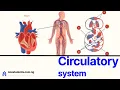 Circulatory System Explained Key Concept and Likely exam Questions