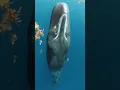 Sleeping Sperm Whale