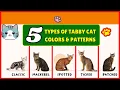 5 Types Of Tabby Cat Colors Patterns