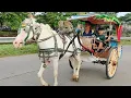 Download Lagu KUDA - NAIK KUDA - DELMAN - NAIK DELMAN ISTIMEWA - LAGU ANAK KAMBING SAYA