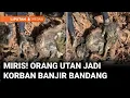 Lagu Bangkai Orang Utan Ditemukan di Pinggir Sungai Tapanuli Selatan | Liputan 6 Medan