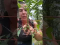 Download Lagu Grow The Best Tomatoes This Summer By Pruning!  Especially If You’re Growing Indeterminate Tomatoes!