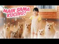 Download Lagu YUKA-CHAN MAIN SAMA BANYAK KUCING LUCU! | vlog