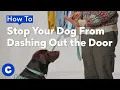 How To Stop Your Dog From Door Dashing Chewtorials