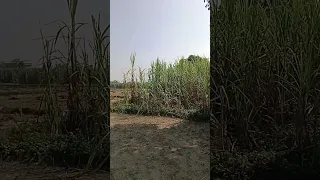 بالیوود فیلم آهنگ آهنگ های بالیوود فیلم طبیعت روستا 