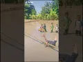 Download Lagu Berjalan di atas bambu kepleset dan jatuh di lumpur😂😂😂