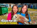 Lagu MEU CACHORRINHO FOI PICADO POR UM BICHO BIZARRO NO BOSQUE DO CONDOMÍNIO!