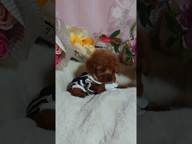 動画