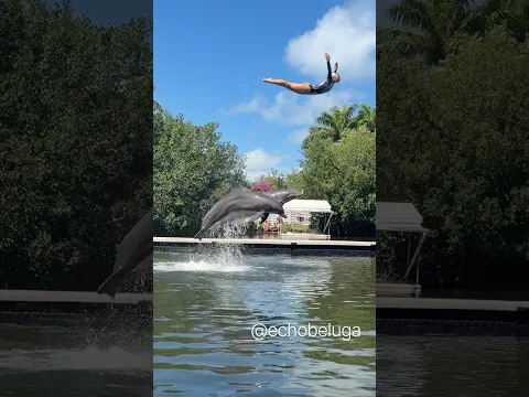 Annoyed that SeaWorld dolphins aren’t allowed to do this anymore 🙄