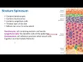 Layers of the Epidermis Integumentary System Biology