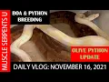 BOA BREEDING LOCKS Plus OLIVE PYTHON UPDATE 11-16-21