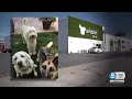 KSL Investigates Doggy Daycares Lack Of Regulations Following Brutal Attack