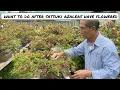 What to do with Satsuki Azalea after flowering