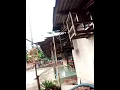 Download Lagu flamboyan gacor nyuling nembak nembak
