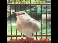 Download Lagu #SIKATANLONDO ,#MASTERAN ,#GACOR ,#NIGHTINGALE,#KICAUMANIA,#masteranterbaik