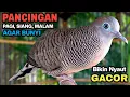 Lagu Perkutut Lokal Gacor Suara Besar Pancingan Burung Perkutut Agar Cepat Bunyi.