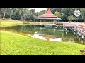 Download Lagu WALKING TOUR AT MACRITCHIE RESERVIOR SINGAPORE #singapore #explore #walkingtour