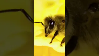 Bee Sound صوت النحلة Shorts Bee Beesound 