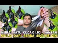 Download Lagu HARGA DARI 450 RIBUAN MURAI BATU JANTAN CUCAK IJO TROTOL JANTAN DI PASAR BURUNG PRAMUKA 