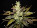 slightly stoopid - this joint