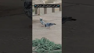 کبوترهای وحشی یا کبوتر چاهی یا سبز کبوتر پرشی کبوترها کبوترمسافتی کبوتر بازی 