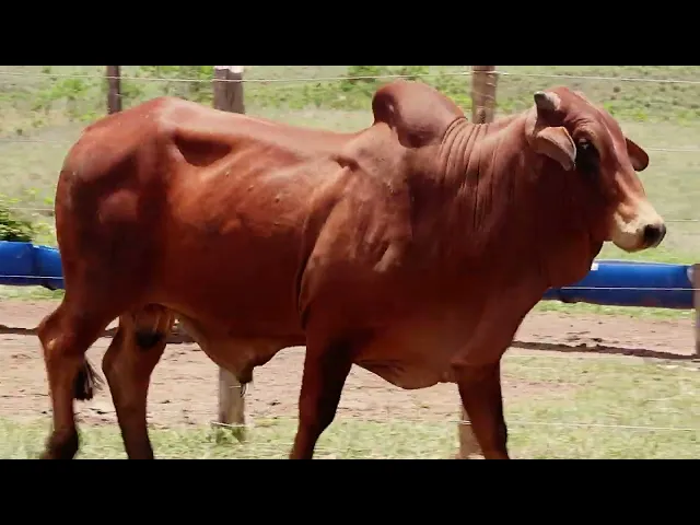 Touro Sindi RAJA - 1147