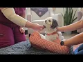 MN Pets - Comfort Room Virtual Tour