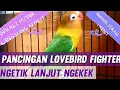Download Lagu LOVEBIRD FIGHTER gacor ngetik Lanjut Ngekek Durasi 1 Menit !! AMPUH !! Sekali Putar Langsung Nyaut