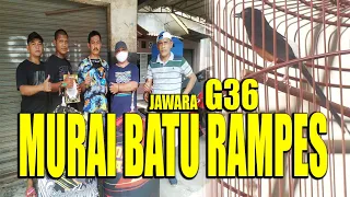 murai batu rampes mr suyanto manihot 19 zura bf bekasi