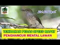 Download Lagu Suara Burung Siri-Siri Kecil Tembakan Rapat Cocok Masteran Murai Batu Penghacur Mental Lawan