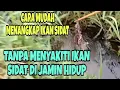 Download Lagu CARA MUDAH MENANGKAP IKAN SIDAT TANPA KAIL PANCING #ikansidatmonster #ikansidat #sidat