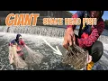 GIANT SNAKE HEAD fish!!GRABE JACKPOT NA NAMAN TAYO SA FALLS NG TAIWAN 