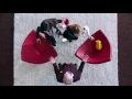 Adventures in Babysitting - Sabrina Carpenter e Sofia Carson - "Wildside" - Short Music Video