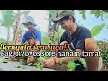 Lagu TERNYATA SEPERTI INI PROSESNYA || ngoyos di kebun sore nya lanjut nanam tomat
