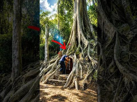 The man made a shelter under the trunk of an old tree. Safe and warm to avoid helicopters #survival