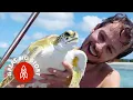 Download Life Through the Eyes of a Sea Turtle mp4 3gp mp3 videos - waplic