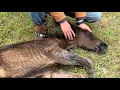 Download Lagu De liefde van een moeder: paard smeekt mensen om haar veulen te redden.