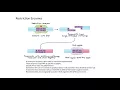 Restriction Enzymes