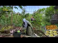 Download Lagu Aktivitas sore, membuat maklor (makaroni telor), camilan enak untuk keluarga,masak di desa 