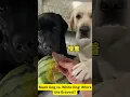 Download Lagu Black Dog vs. White Dog: Who's the Bravest?