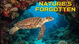 Hawksbill Turtle One of the Most Endangered Ocean Survivors 4K Documentary