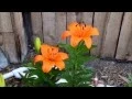 Download Lagu My Asiatic Lily Bed
