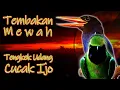 Download Lagu TEMBAKAN MEWAH TENGKEK UDANG \u0026 CUCAK IJO  #cucakijo #tengkekudang #tembakanmewah #nembakkasar