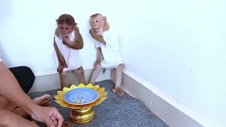 Bryan and Icy's Big Dinner Surprise