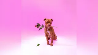 Zee Nxumalo TBO Ngisakuthanda Feat PYY Log Drum King DJ Tearz Dr Thulz 