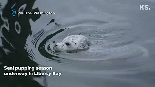 Harbor seal pupping season underway in Liberty Bay